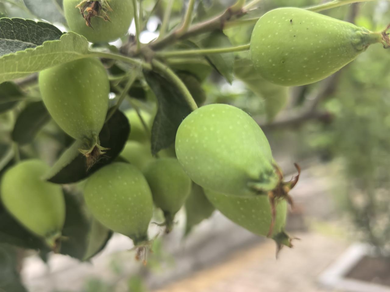 时间过的真快，仿佛一眨眼的功夫，小区院子里的果子开始长大成熟，花花草草也越开越漂