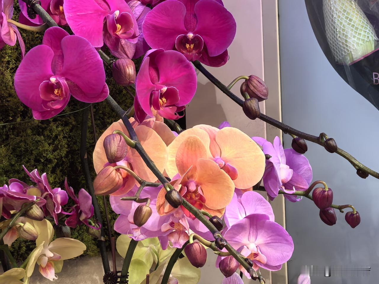 沉迷于蝴蝶兰的千姿百态是花痴的内心世界。