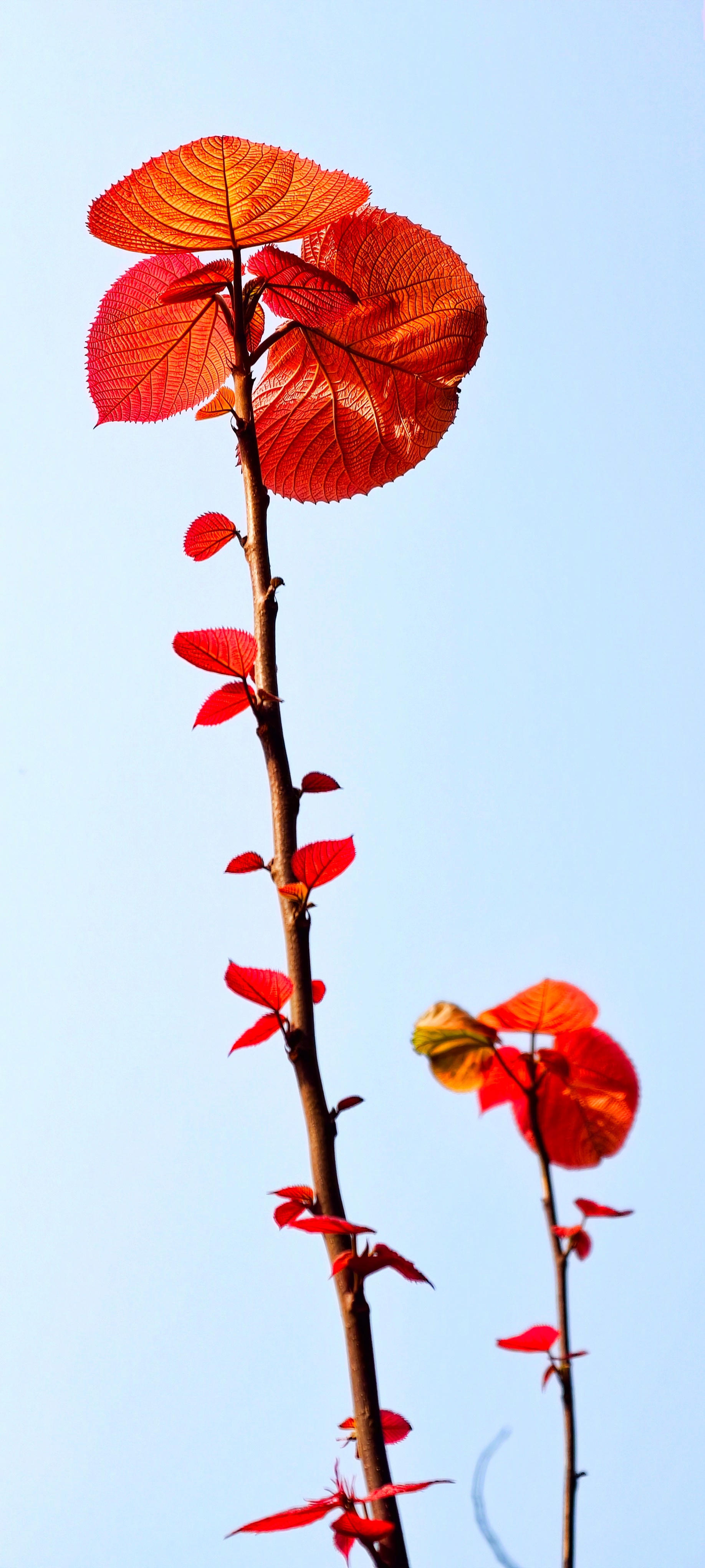 【心在旅行】是谁在枝桠上铺开一张张红笺？阳光穿过叶脉便印下了春天的心跳。不声张，
