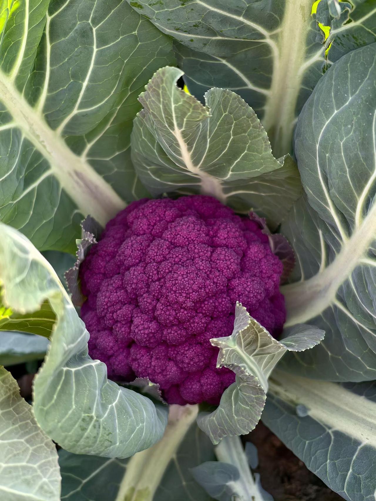 晒图笔记大赛藏起来晒太阳