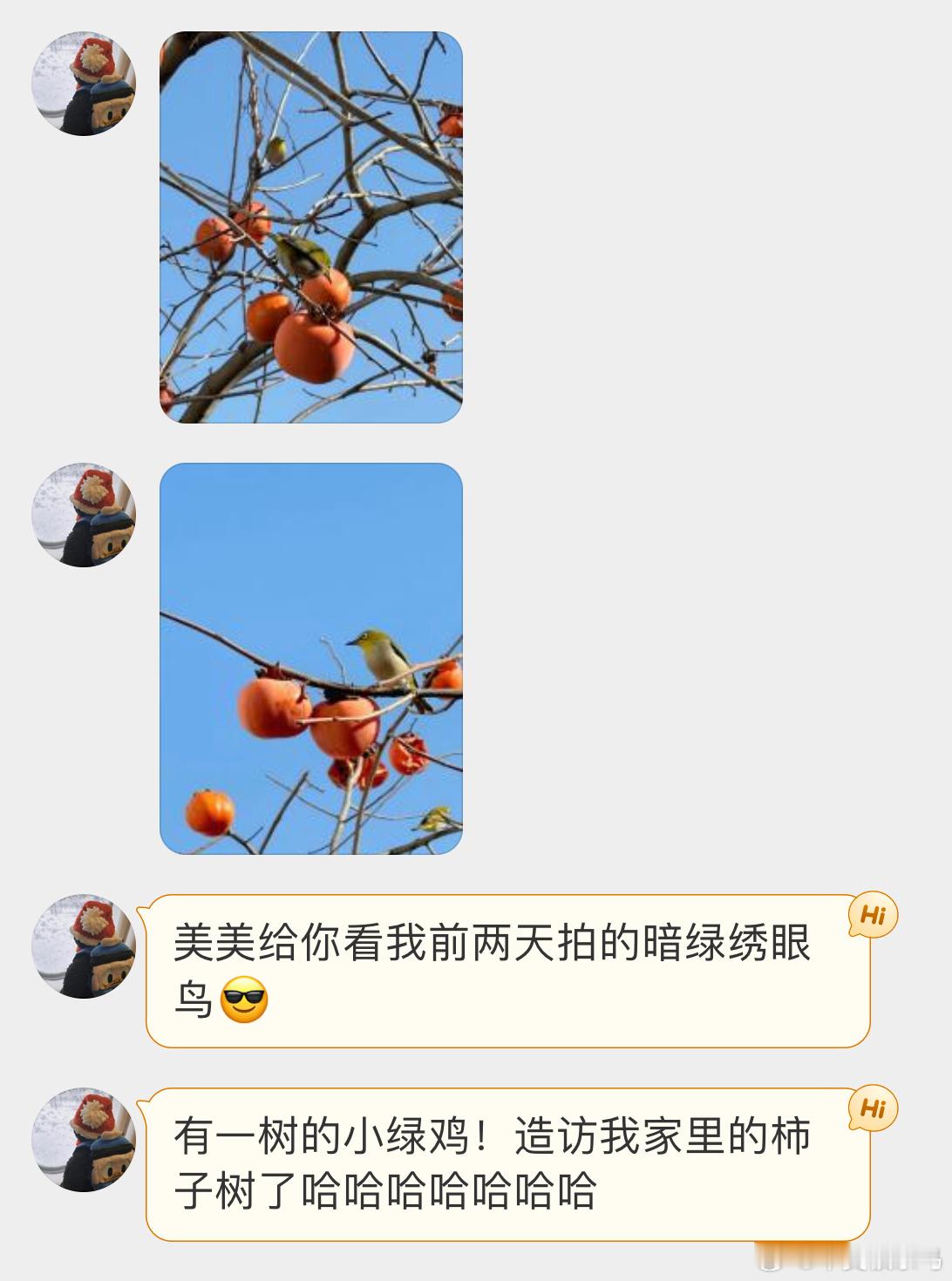 鸟粉投稿 柿子树上的暗绿绣眼鸟 