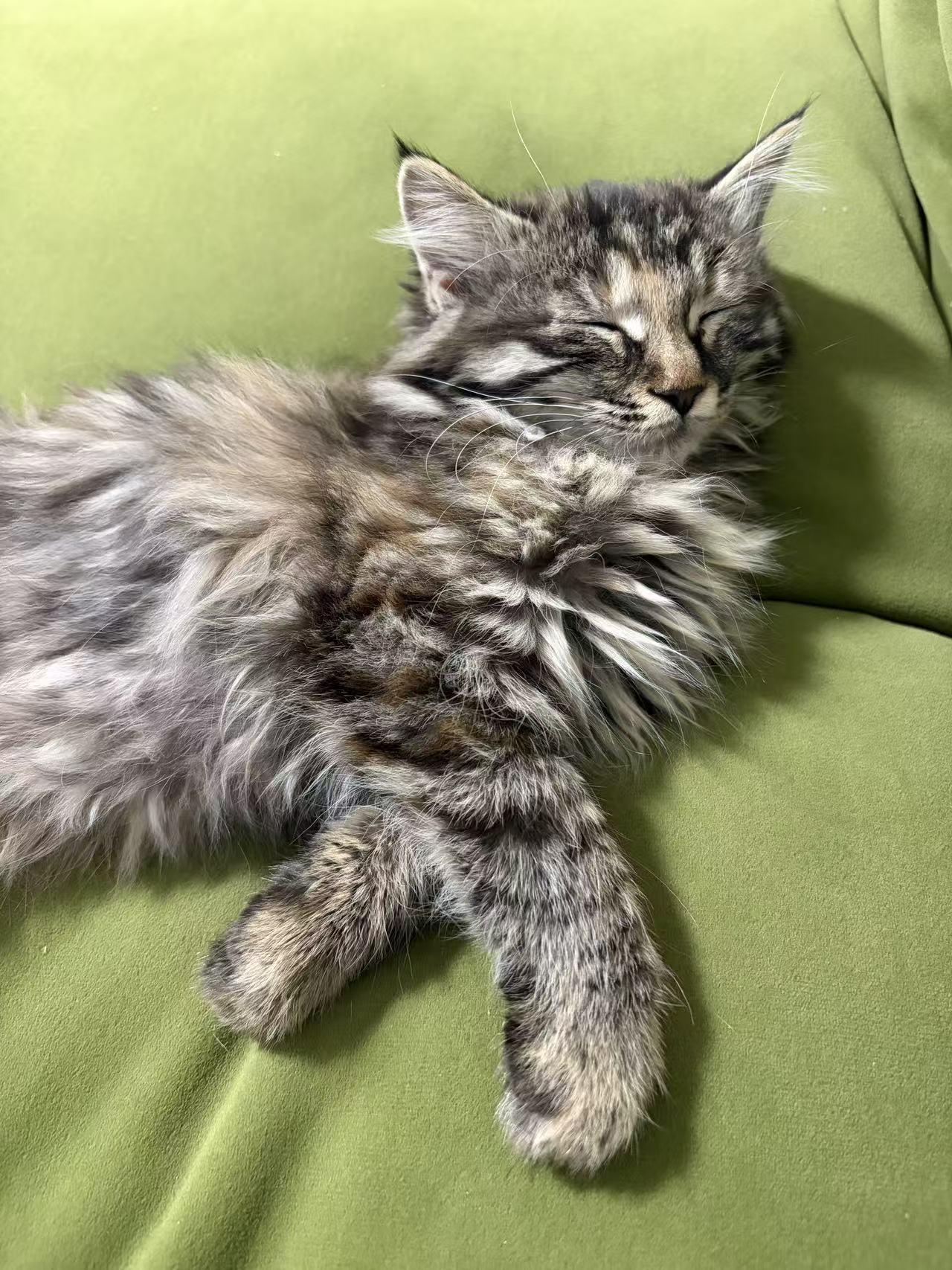 我的小猫咪，它瞪我的样子，凶得像只小老虎，可下一秒，它就歪着脑袋蹭我手心，呼噜声