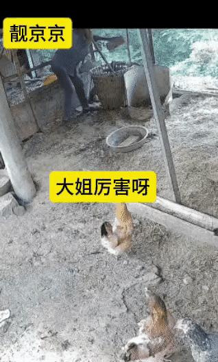 “胆子绝了！”清晨大姐在鸡舍喂芦花鸡，一条大蛇悄悄爬进窝偷吃鸡蛋。守寡十年的她丝