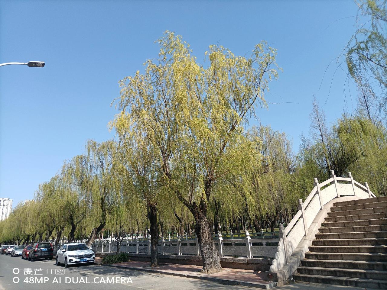 哈哈，喜欢上摄影了柳荫步道 城市公园拍摄 原创