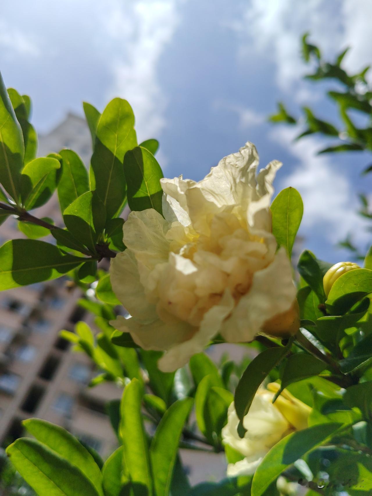 分享你随手拍的花今天拍到一组白色石榴花。