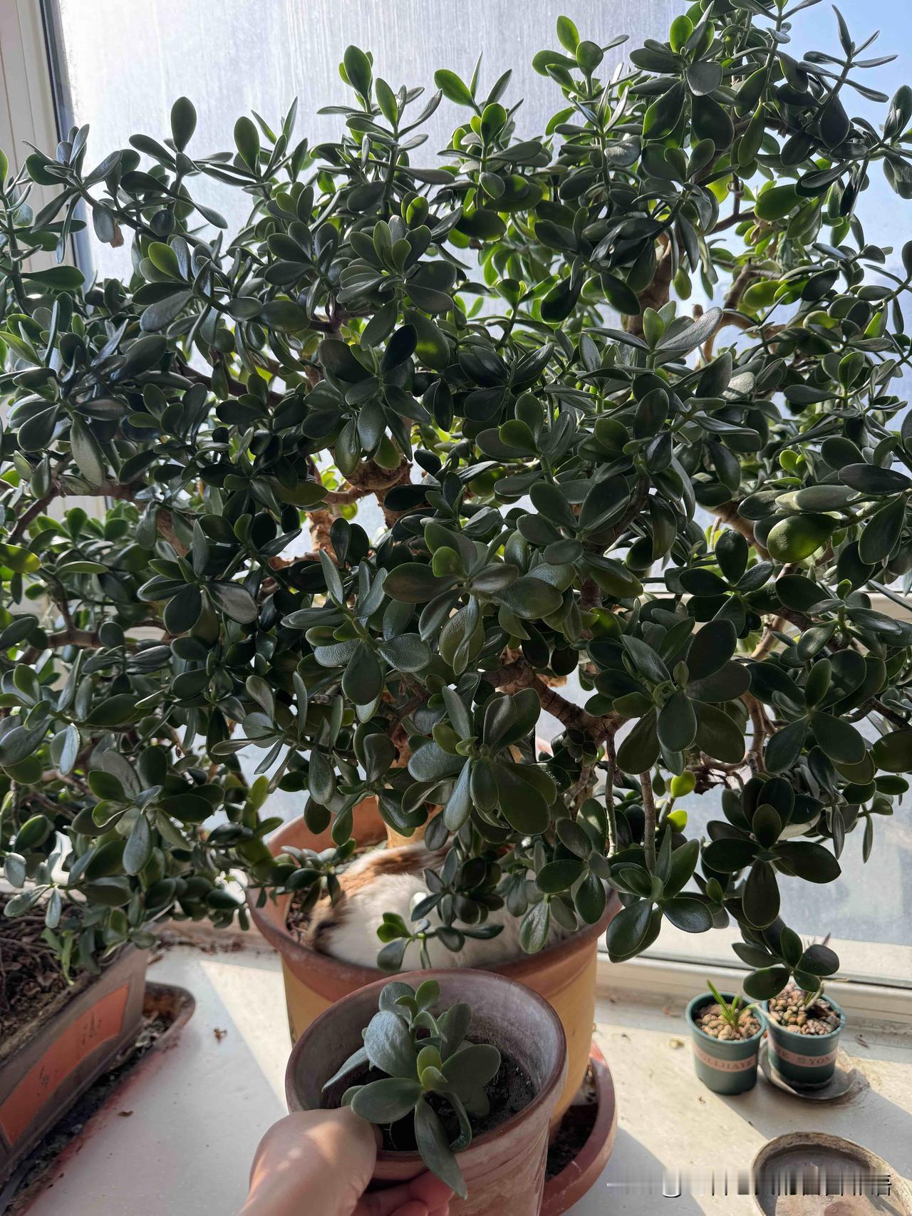 我养了差不多三十年的玉树，不仅可以开花，还可以长猫，珂宝和不苦是花盆里的常客！