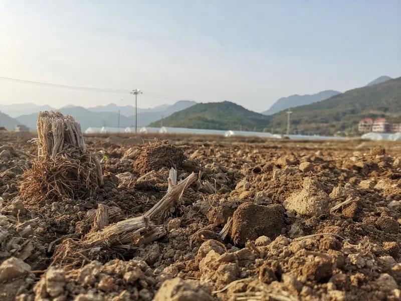不要选故土，要选沃土；
不要念落叶归根，要学落地生根。
风往哪吹，籽就往哪落；