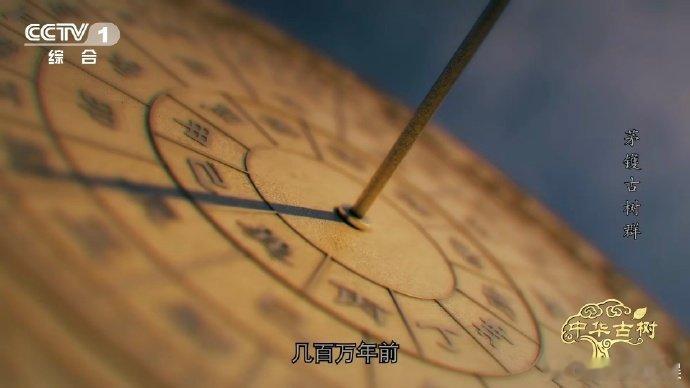 宁波茅镬村的千年宝藏！1000岁金钱松王（中国最高龄），百万年前幸存，秋天针叶如