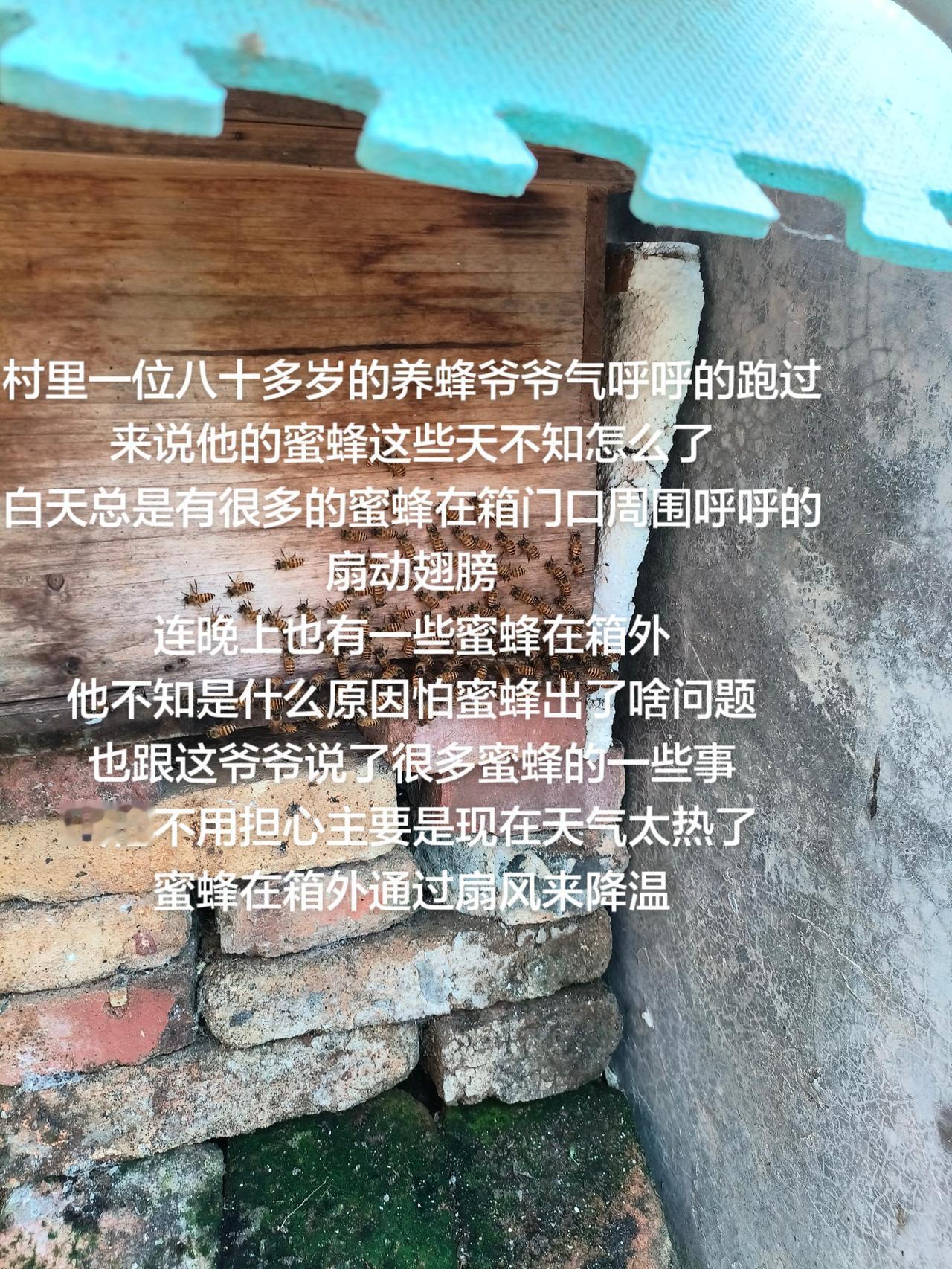 村里一位八十多岁的养蜂爷爷气呼呼的跑过来说他的蜜蜂这些天不知怎么了
白天总是有很