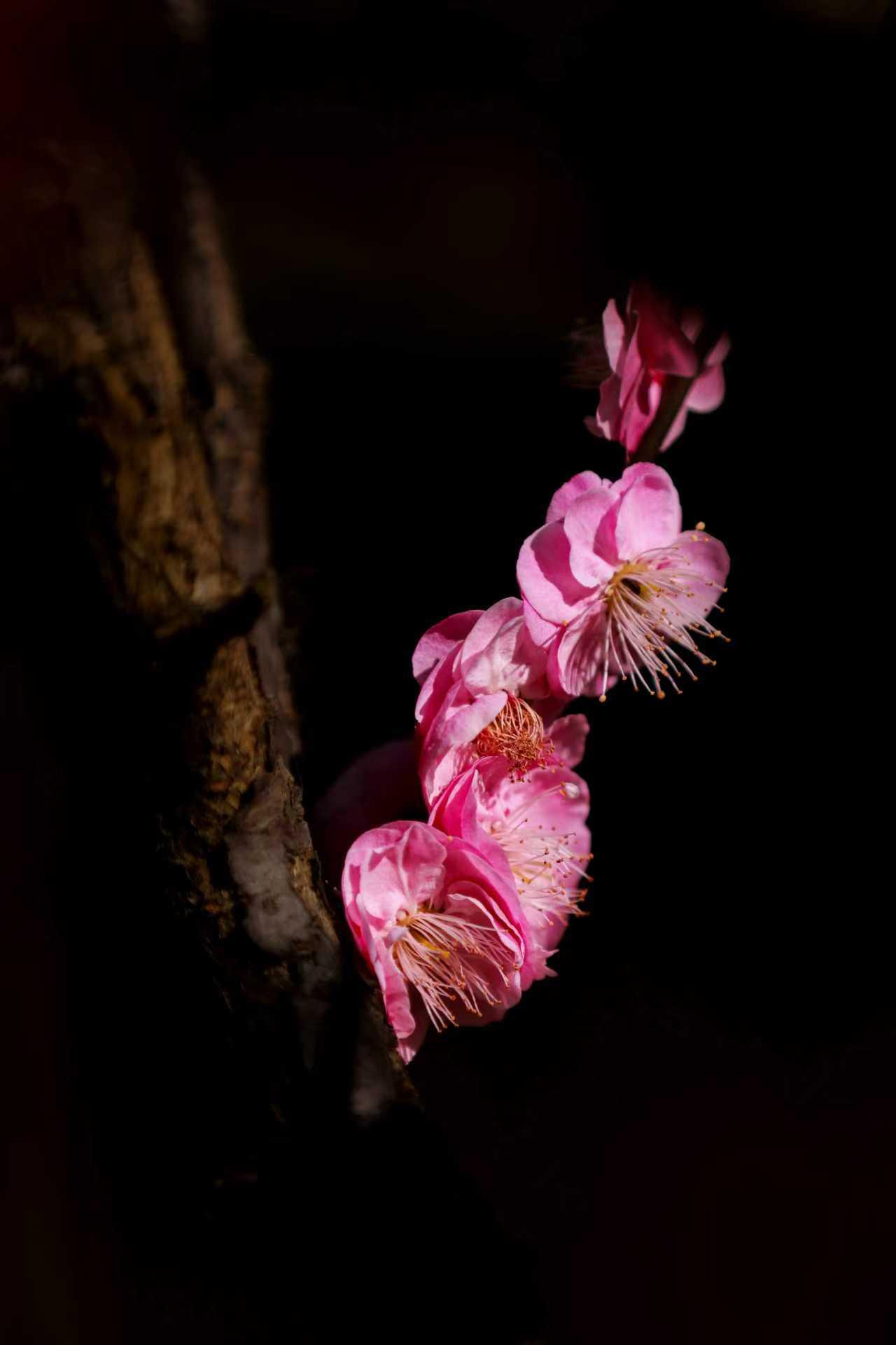 天南地北大拜年春风得意马蹄疾，骐骥驰骋勇争先，峥嵘岁月不虚度，攀登高峰应有期。