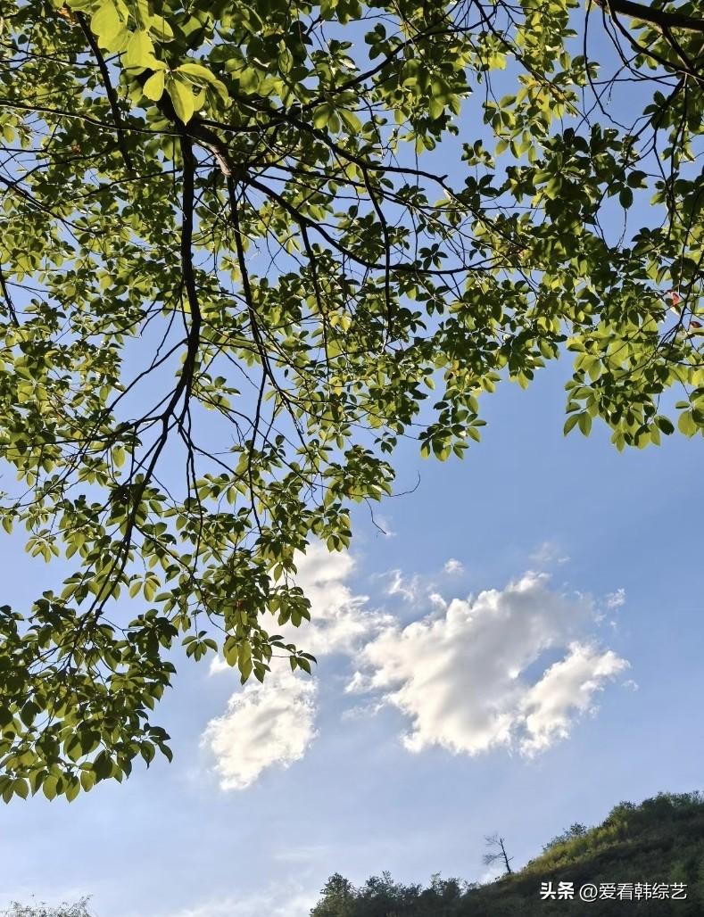 夏日生活打卡季繁茂枝叶在晴空下舒展，翠绿叶片缀于交错枝桠。洁白云絮悠然飘荡，远山