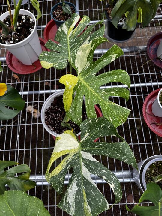 好仙气飘飘的三色薄荷龟背竹