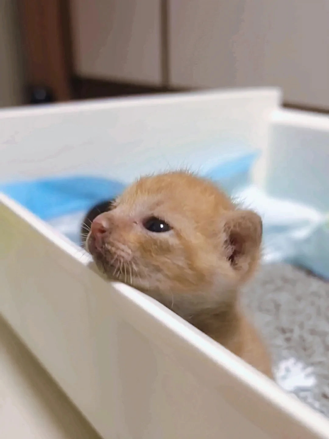 给20天的小奶猫暑假安排猫砂预科班