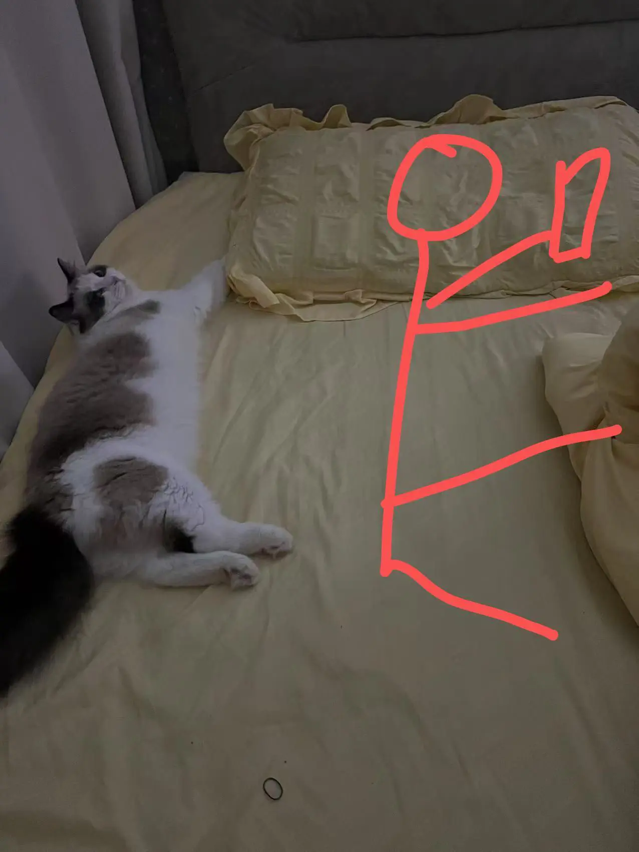 布偶猫