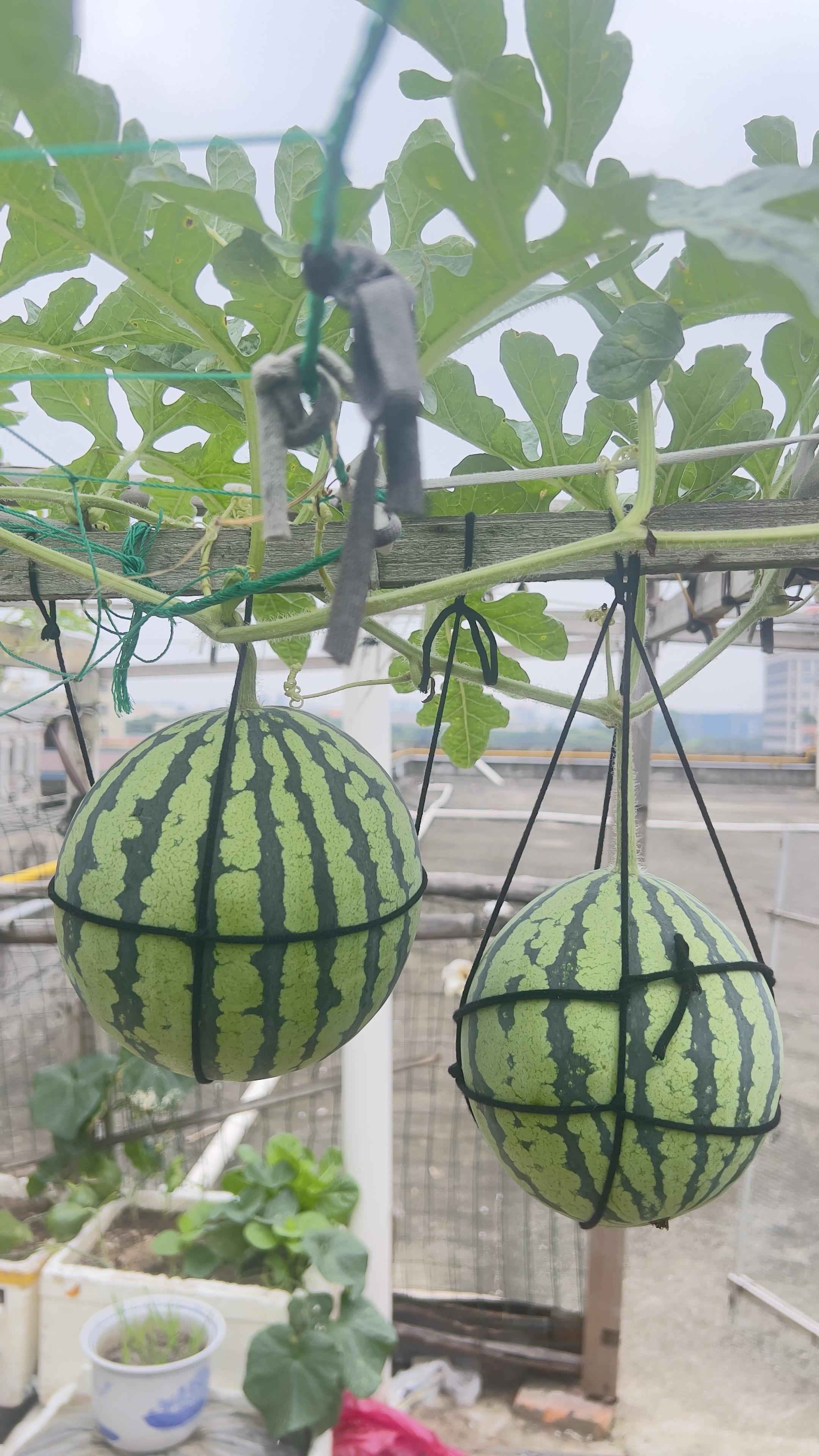 西瓜🍉 楼顶种菜