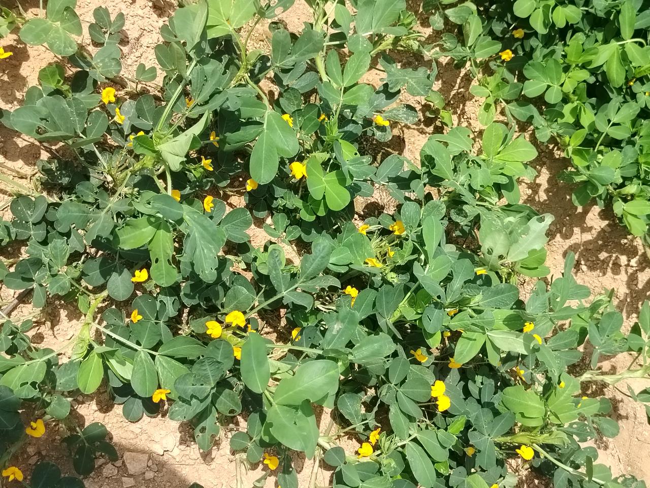 今日头条
一一兔哥
开在山东日照试验基地的花生，全是铺在地上长的爬蔓花生。满地黄