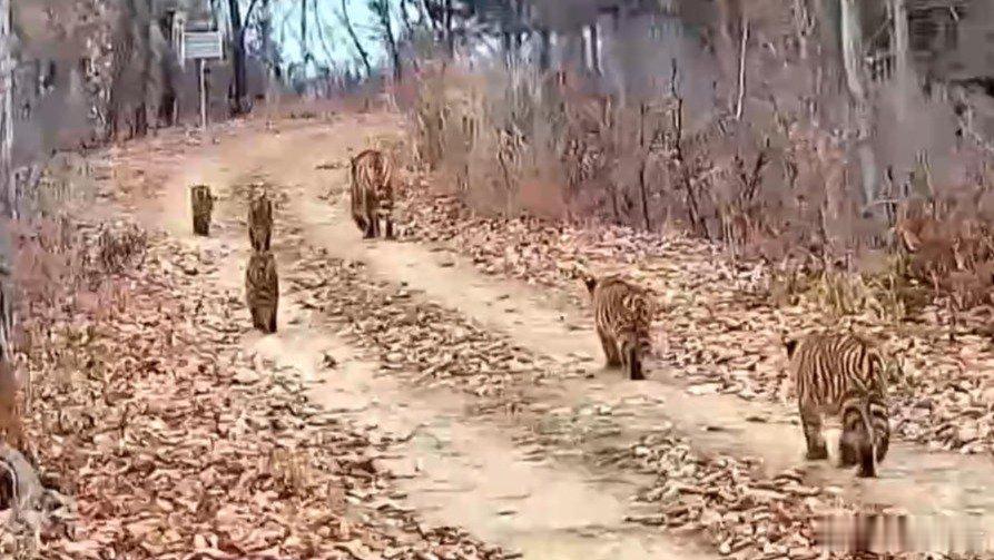 附近滴村民 进山要多加小心......凤凰新闻【中国首次记录一虎带五崽，这里的东