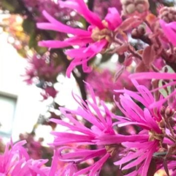 种植 🌺红花继木种植的要点：1. 选择合适的果树：红花继木适用于许多果树，如苹