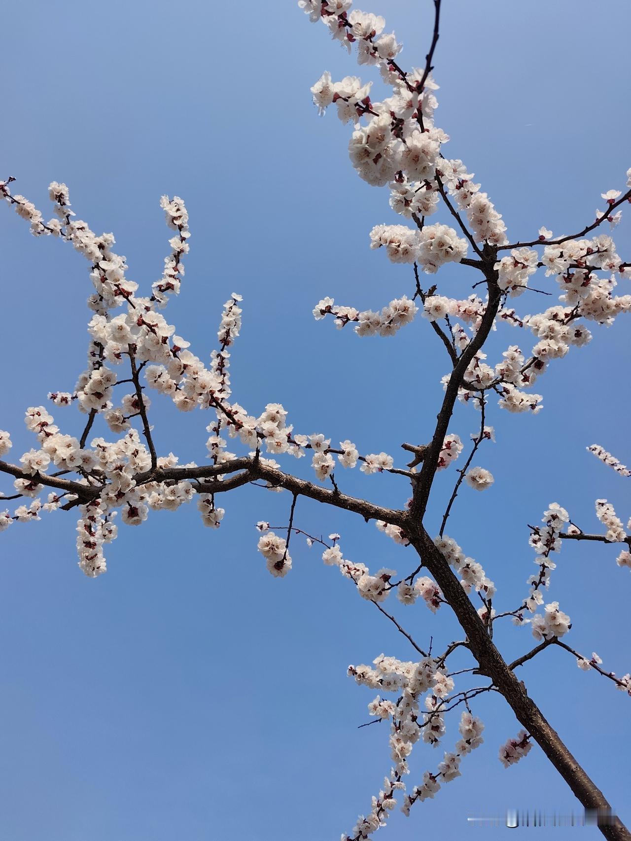 西山杏花开～
[玫瑰][玫瑰][玫瑰]
记录我的2026 
中国手机摄影