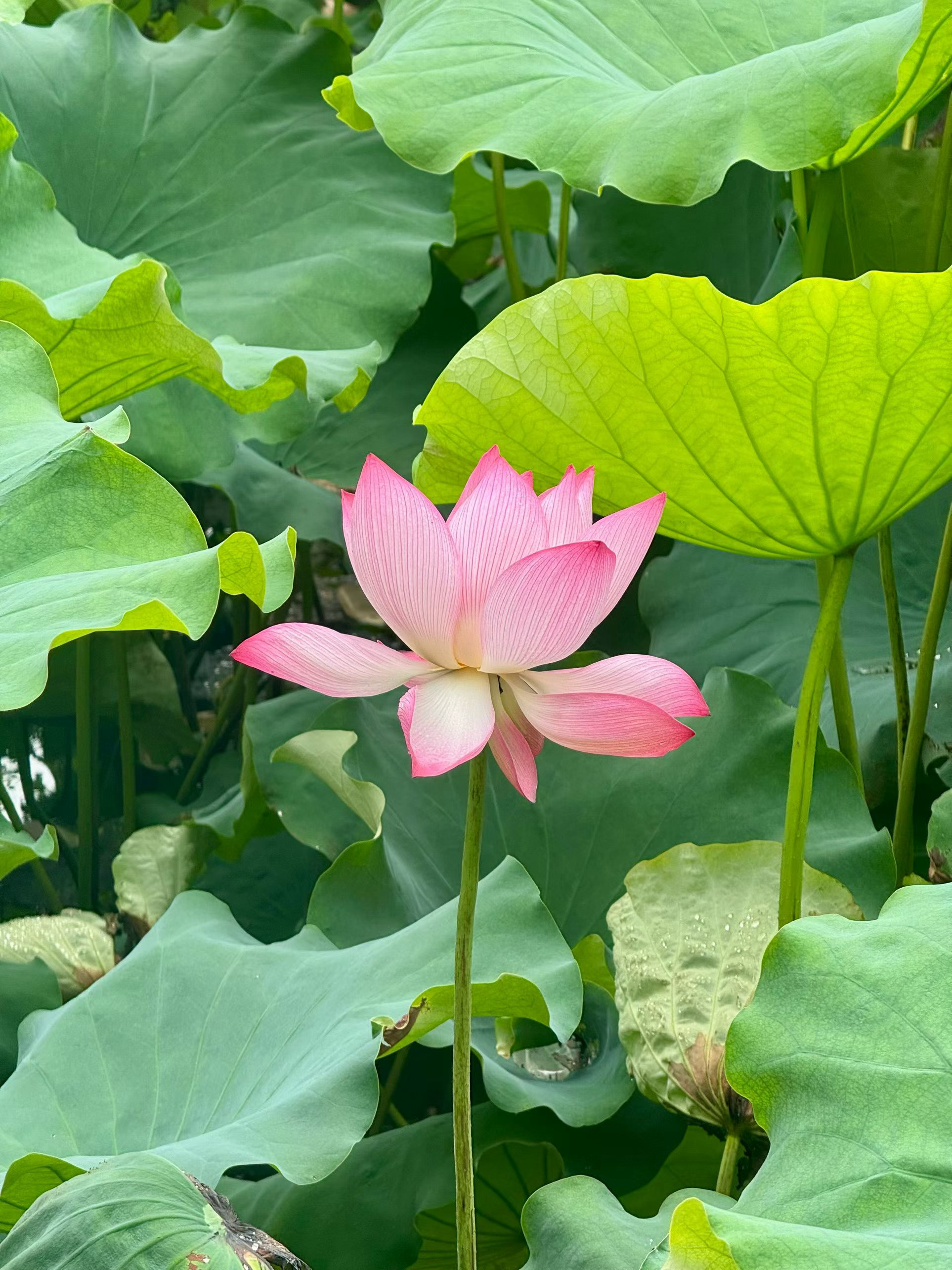 分享图片 