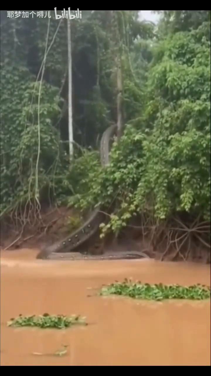 耶梦加个嘚儿bilibili。