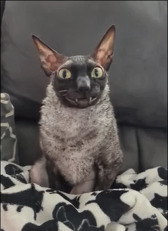 这是猫还是老鼠还是蝙蝠？ ​​​
