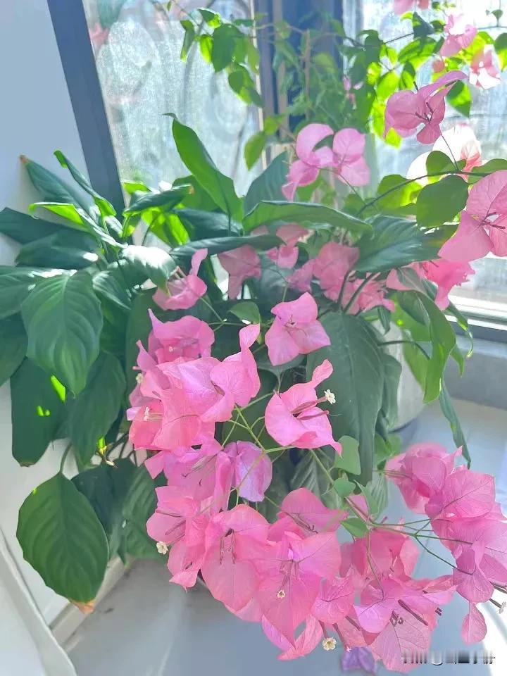 如果有一天，你不再渴望成功，只是去做；
你不再追求空泛的成长，只是修养自己的性情