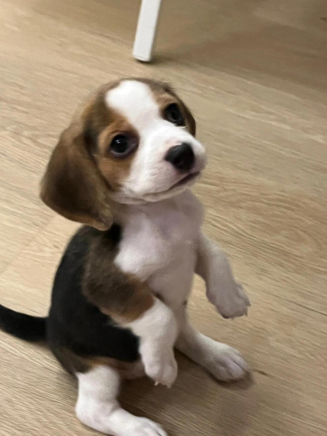 𝖶𝖾𝗋𝗐𝖾𝗋𝗐𝖾𝗋🐾 