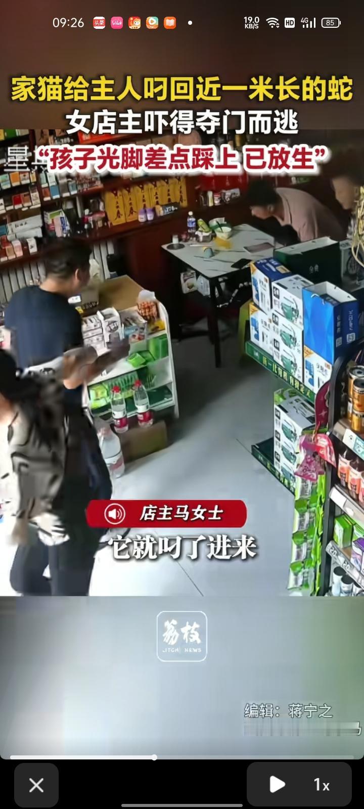 8月23日，陇南市徽县。店主发监控视频称，猫咪出去转了一会儿，就叼了一条蛇进来，