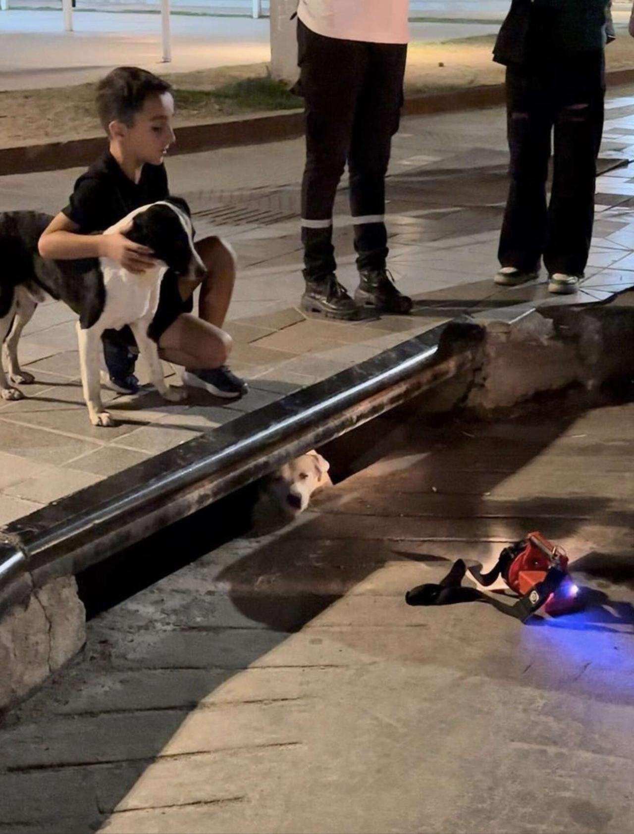 阿根廷一名父亲近日带孩子外出散步，看到人行道上出现一只黑白相间的流浪狗，不断对着