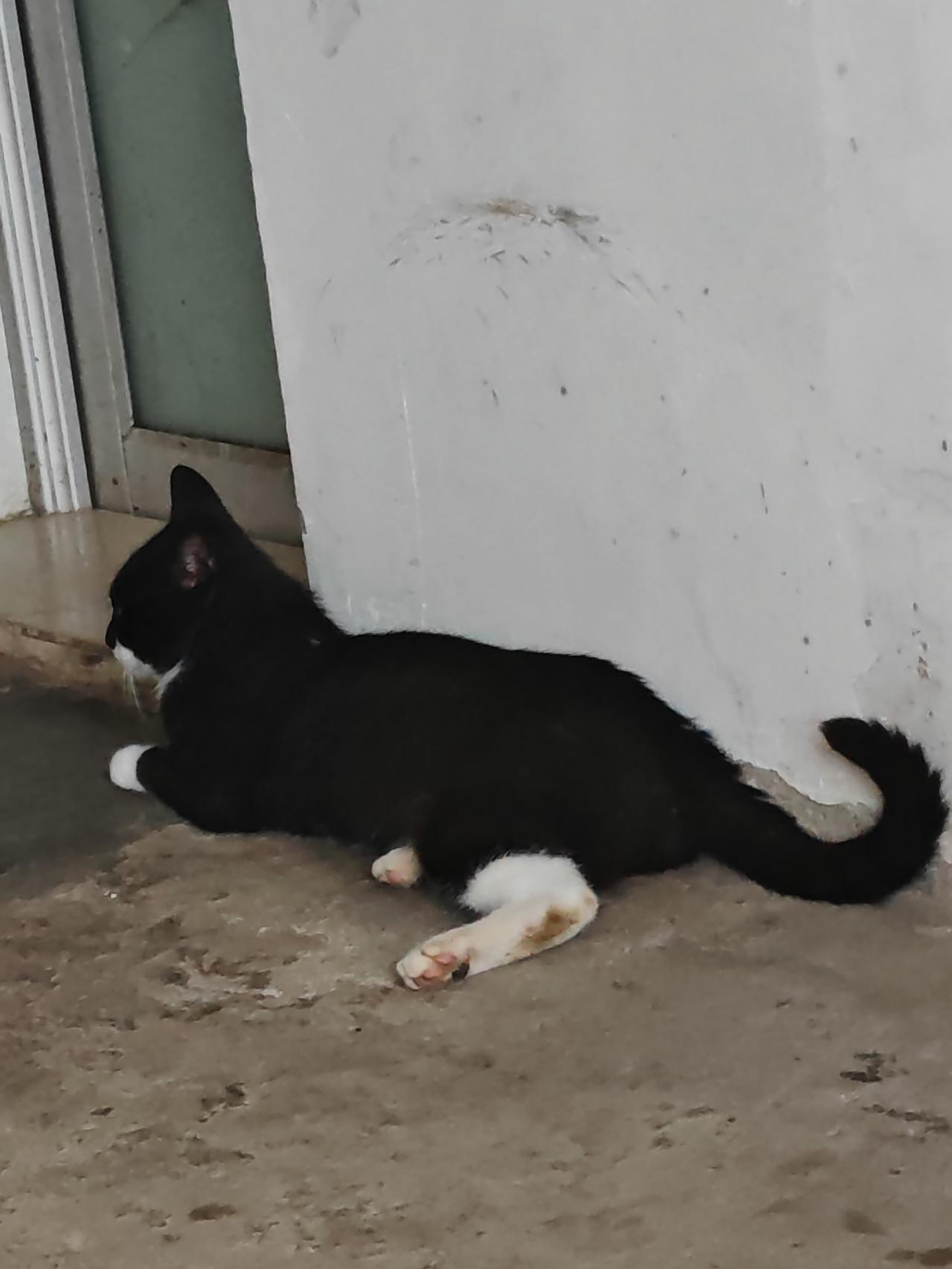小朋友口中的“黑猫警长”