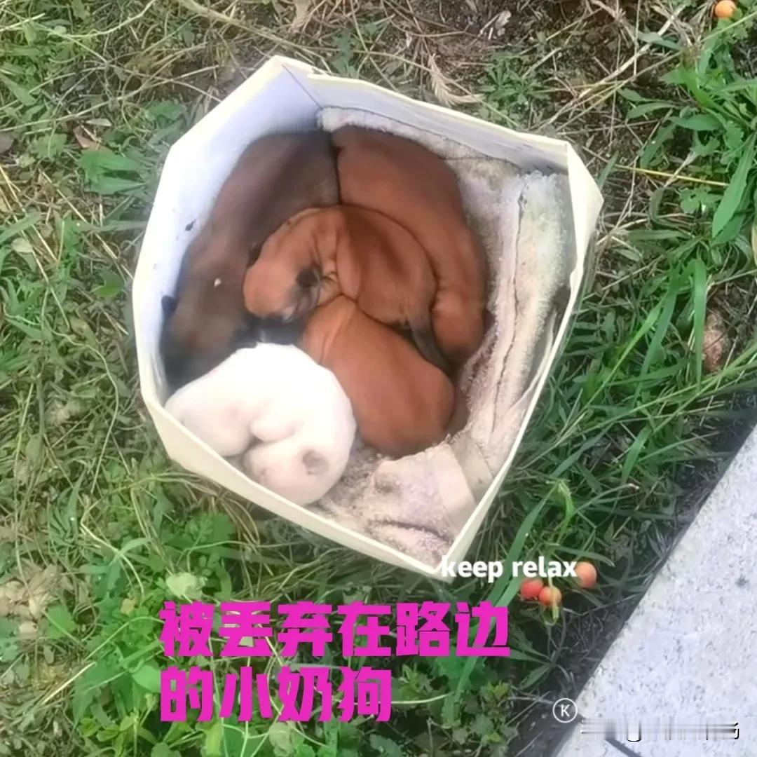 美女在回家的路上，发现草丛中有一窝小奶狗，小奶狗挤在一个纸箱里面，都还没有睁眼，