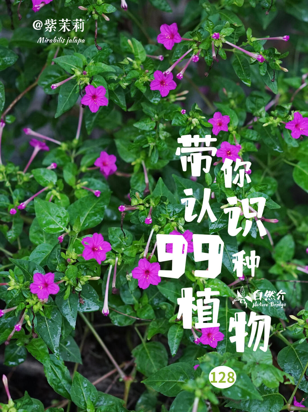 带你认识99种植物