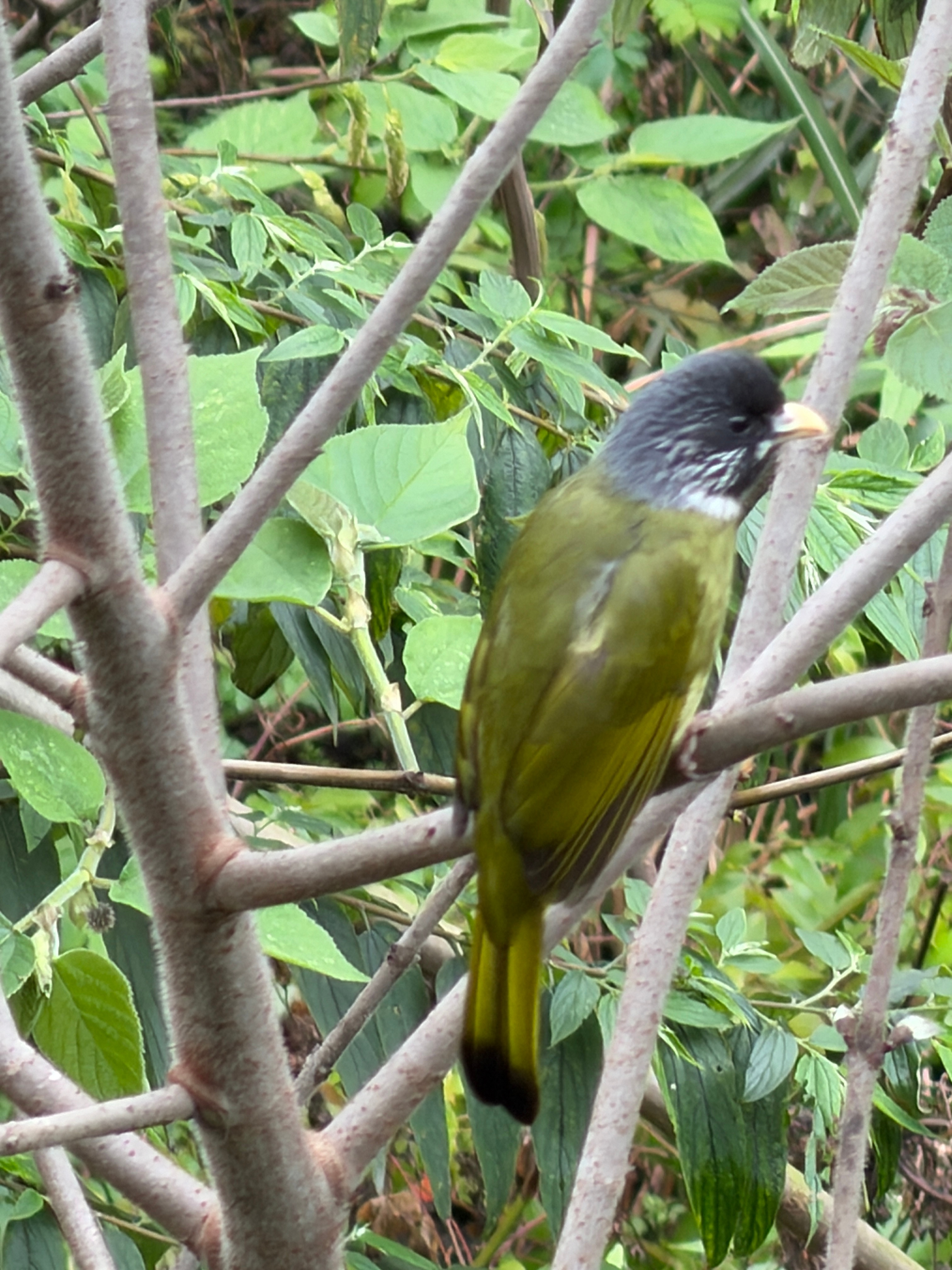 这是我用苹果打的鸟！将就看吧您