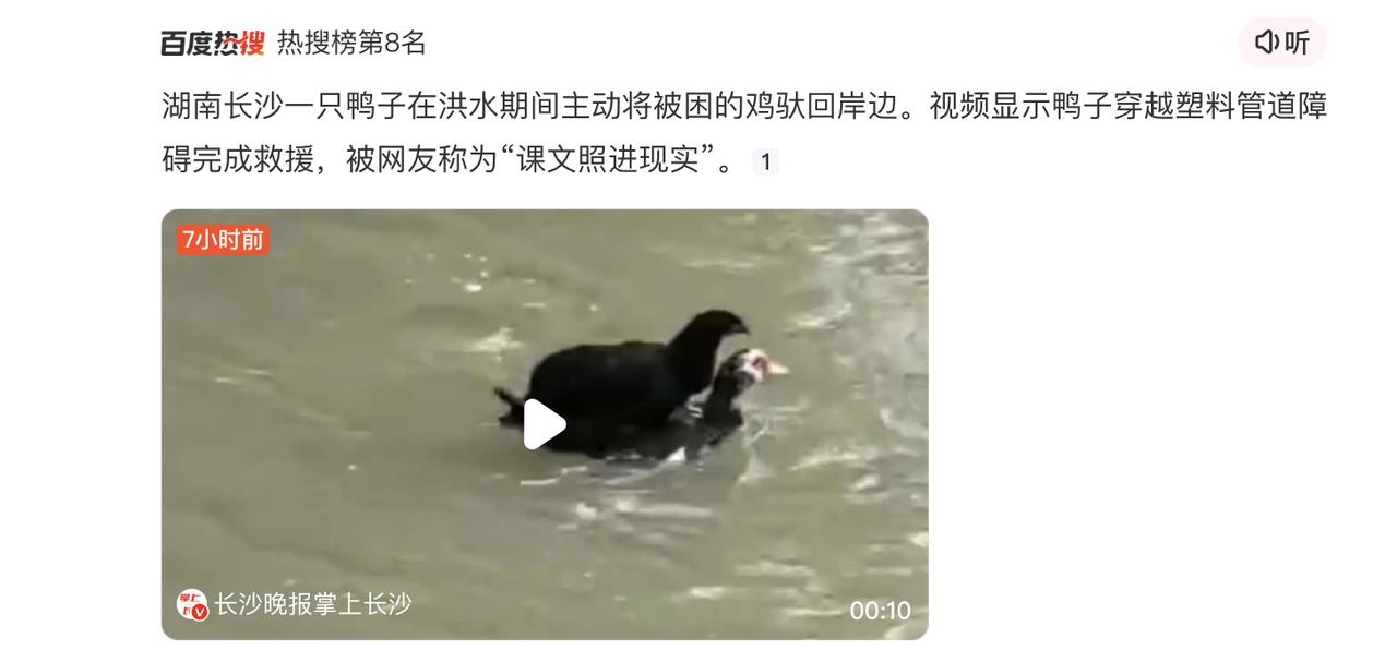 鸭子在洪水期间主动将被困的鸡驮回岸边，这个怎么说呢？鸭子做的不对。
鸭子本质上没