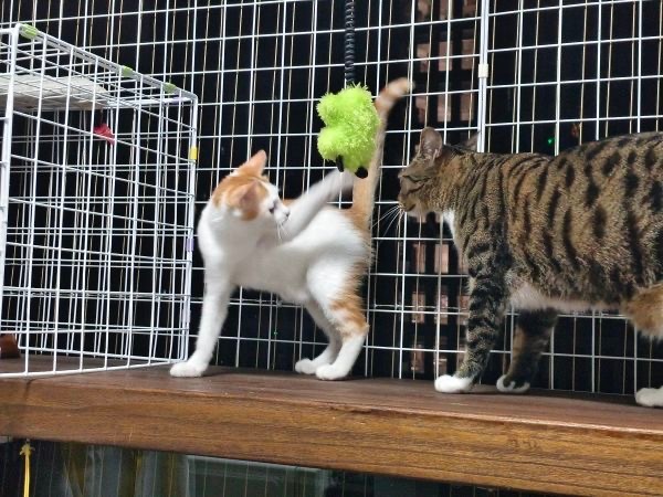 猫咪领养深圳领养 15170只狸小橘白玩玩具的时候扒拉到了李华，于是李华狂暴变身