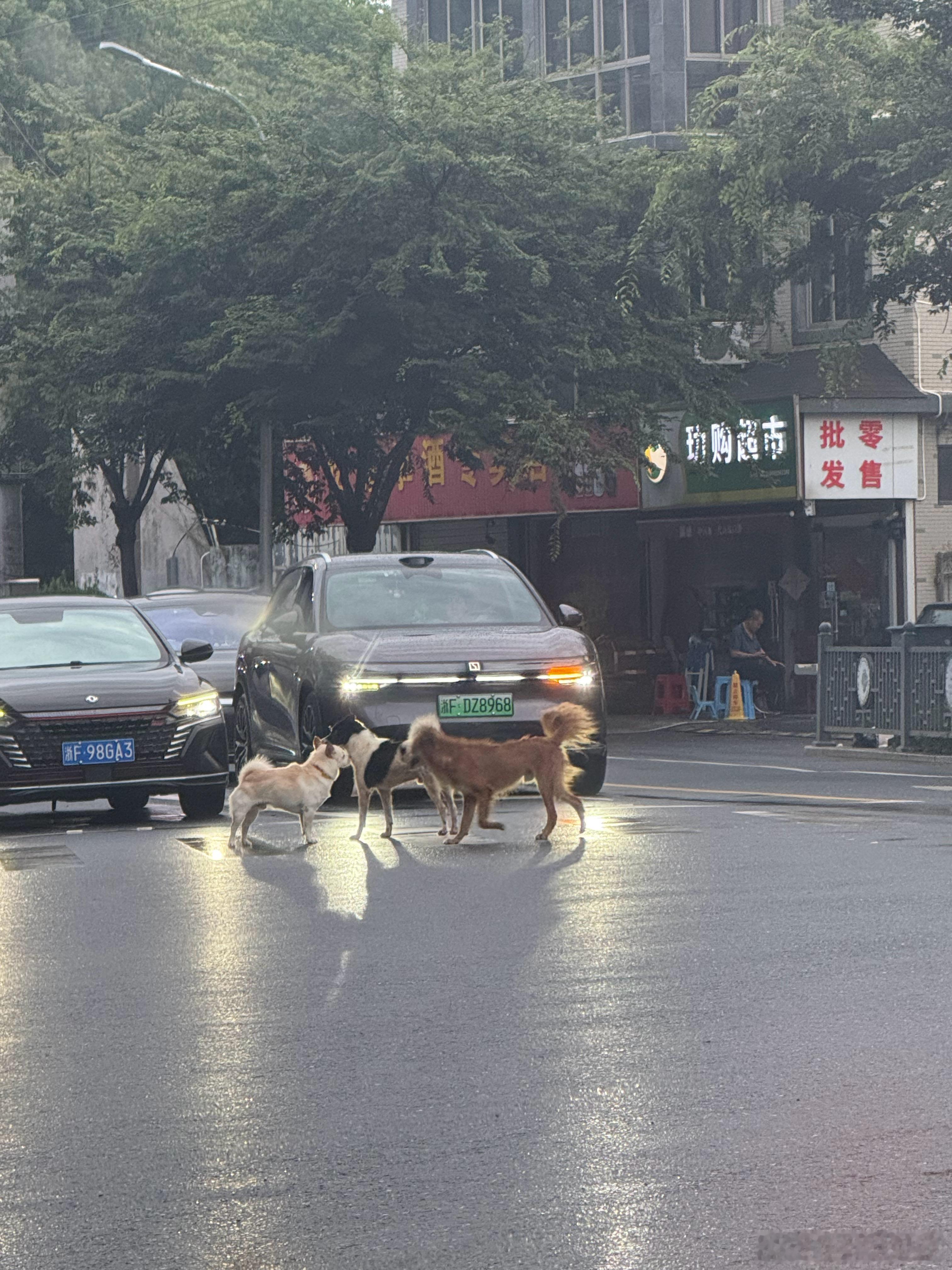 全世界最不吃压力的狗子 