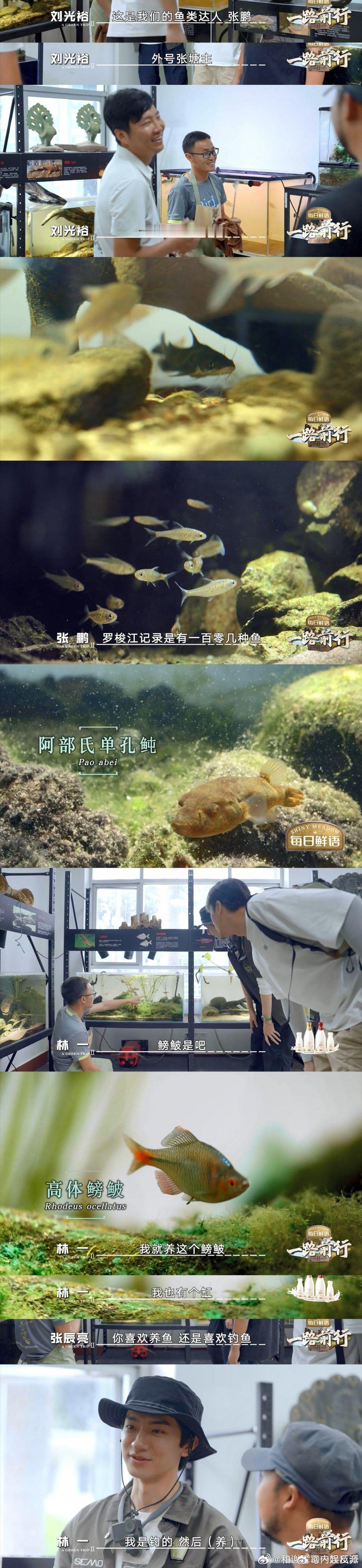 科学家们如数家珍的样子我鼻酸了  汪正威老师是无刺蜂研究的专家，他在植物园里建了
