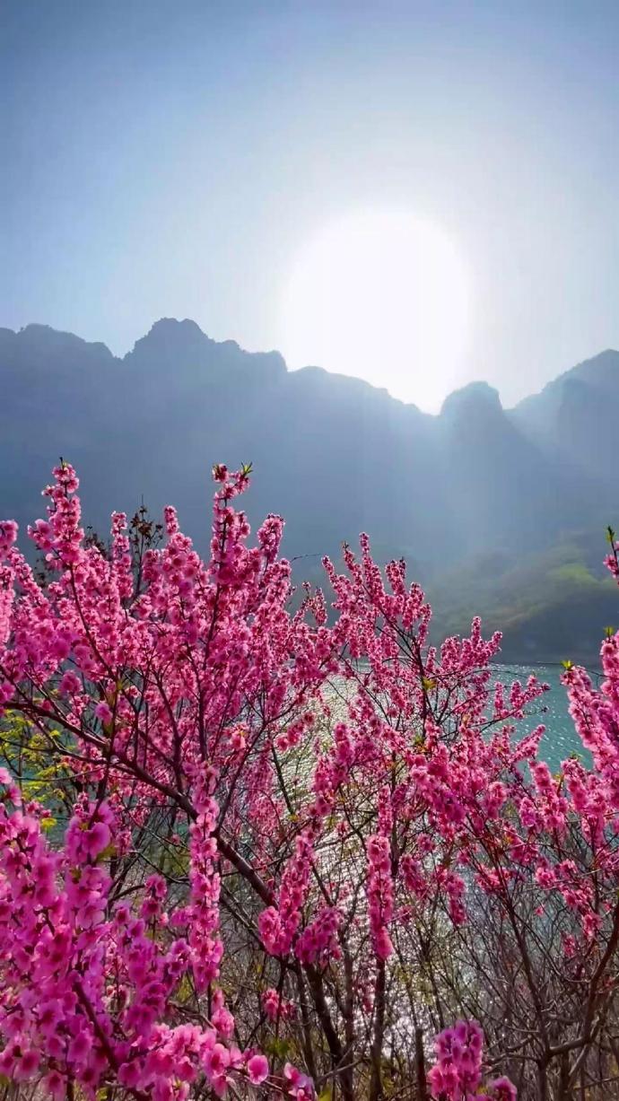 #神州春色美# 人间四月，最是一年春好处。东风拂面，草木蔓发，春山可望，#上春山