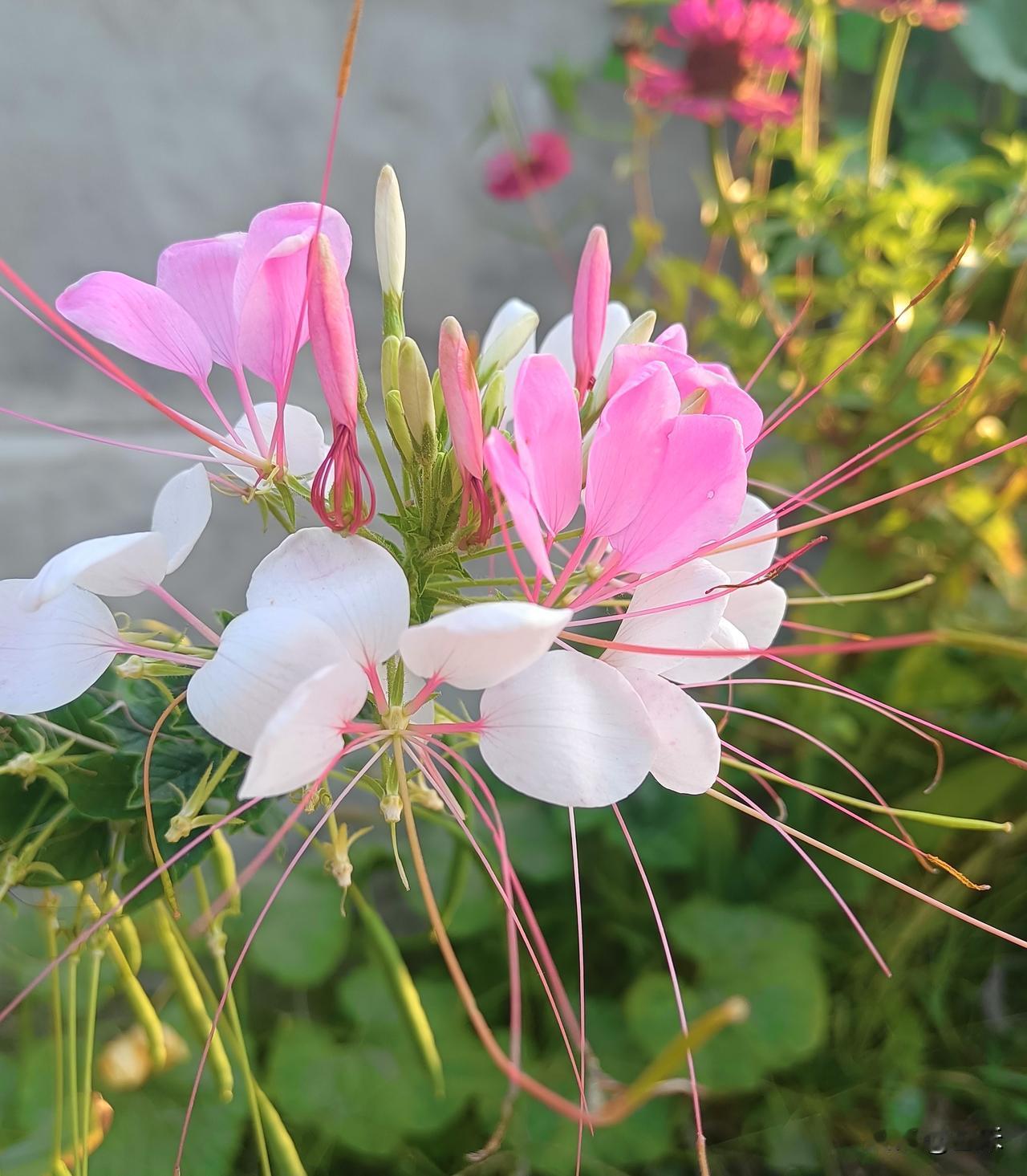 中秋节你回家了吗？
中秋节你团圆了吗？
中秋节你旅游了吗？
对于这个话题，传统上