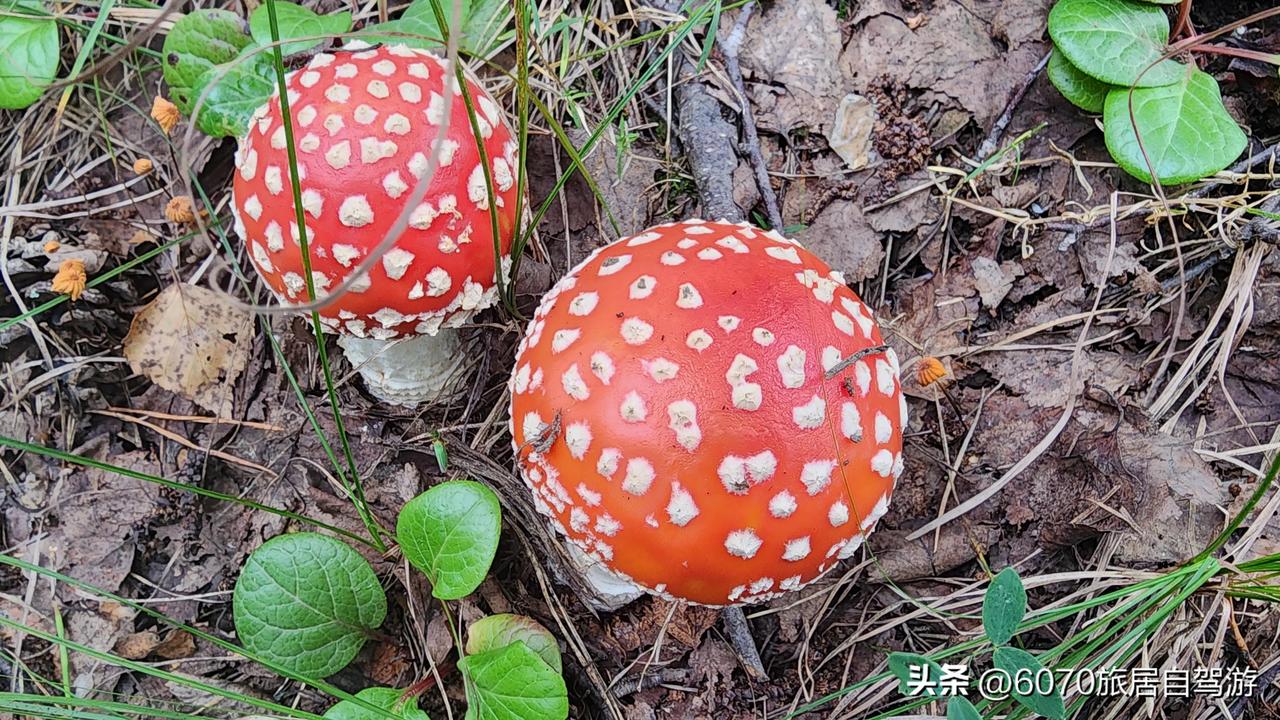不会。这种肉蘑学名叫血红柳丁菇。塞罕坝最受欢迎的蘑菇。我正在这里。这里好多职业捡
