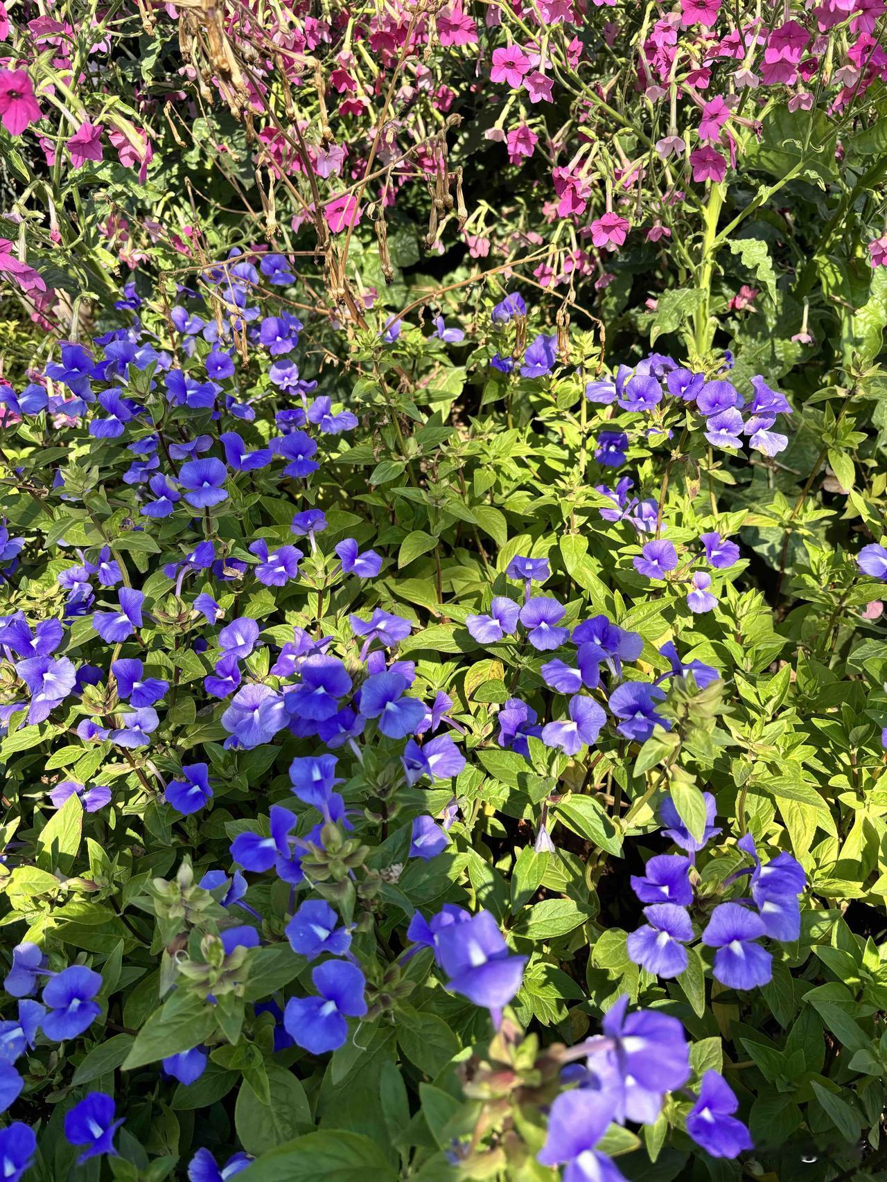 发现之前和阿里千问的聊天记录都清空了，感觉很不爽。

这些人工智能只能满足很短暂