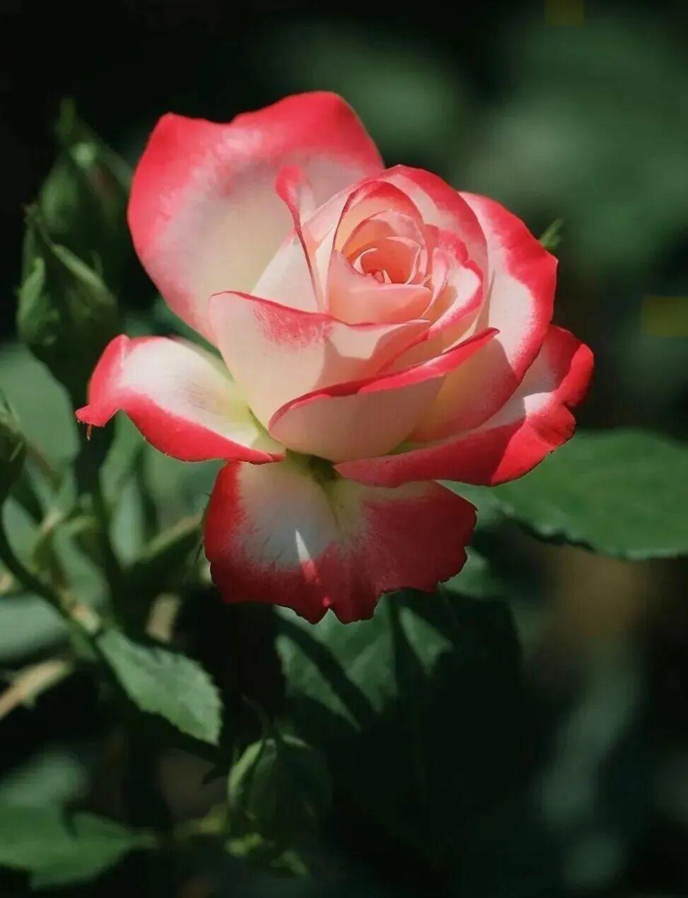 摩纳哥公爵是法国梅昂国际于2000年推出的复色丰花灌木月季，以摩纳哥亲王雷尼尔三