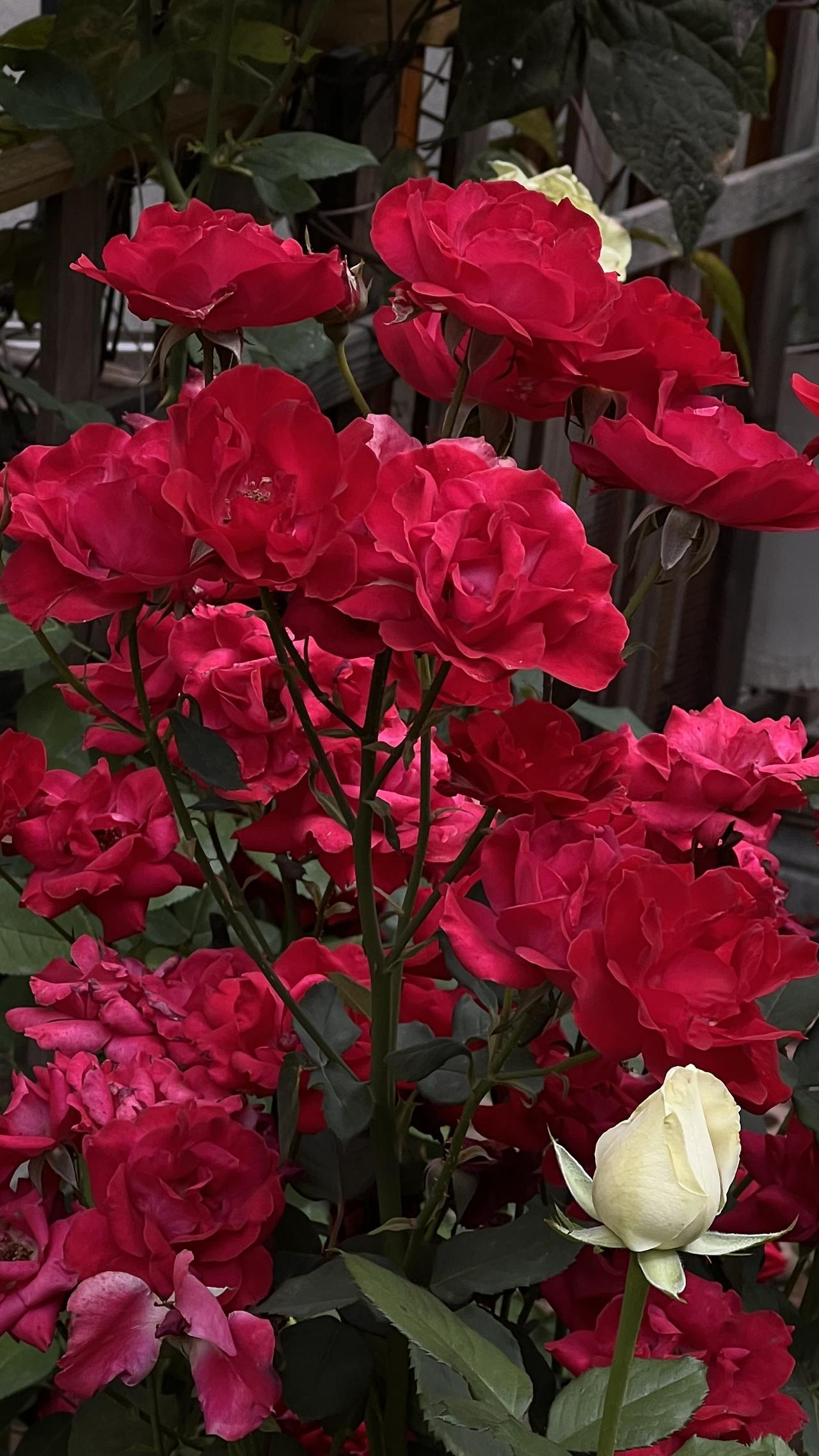 惊艳的红色花朵，点缀着一抹纯白，花园里的浪漫之选！🌹💕