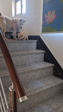 万物皆有灵！近日江苏，女子想拍下小狗第一次下楼的视频，可是小狗因为害怕，观察了很