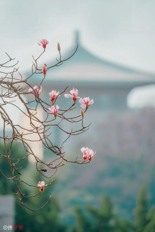 3.1实拍 | 南京雨花台，暴雨前抢拍宝华玉兰