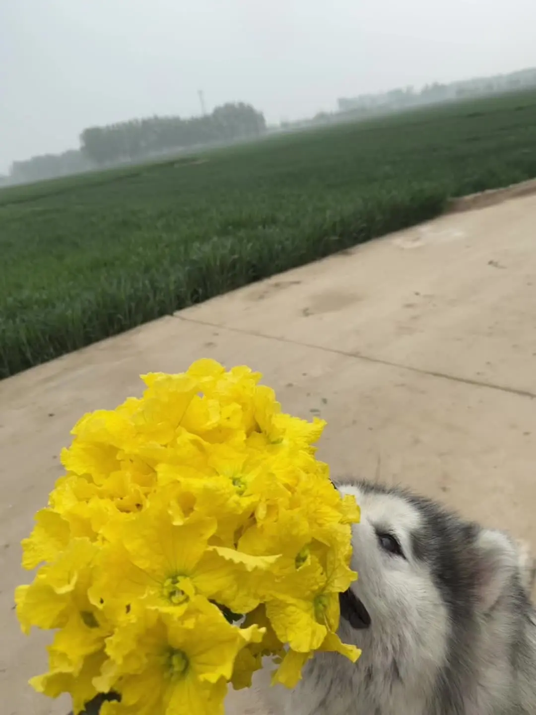 没关系！虽然你去了汪星 但是妈妈永远爱你呀