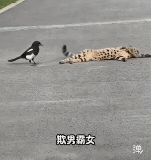 人家瞌睡的不想搭理你，你是没完没了，这下好了给你点颜色看看!