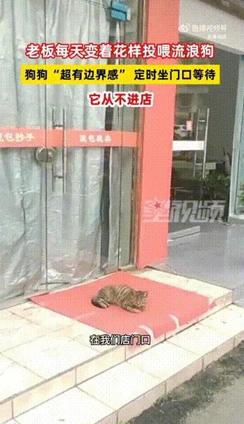 四川德阳一只流浪狗每天都准时来到一家餐馆门口，老板在门口放了一张地垫，小狗就蹲坐