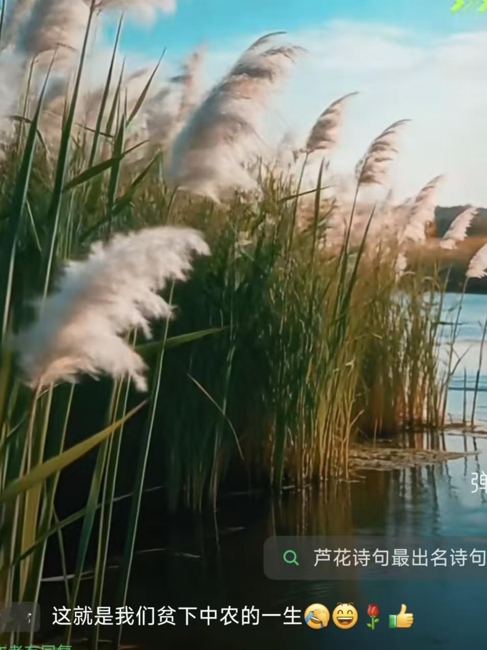 叹芦花
挂个花名未入流，
江滩河汉度春秋。
风头浪里都拼过，
无果无香到白头。